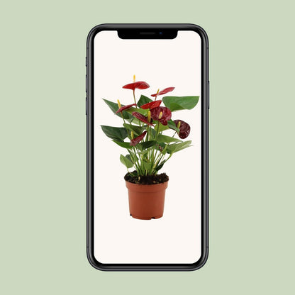 Anthurium calon in transparent sleeve - Ø12cm - ↕36cm