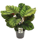 Calathea Ø14cm ↕50cm