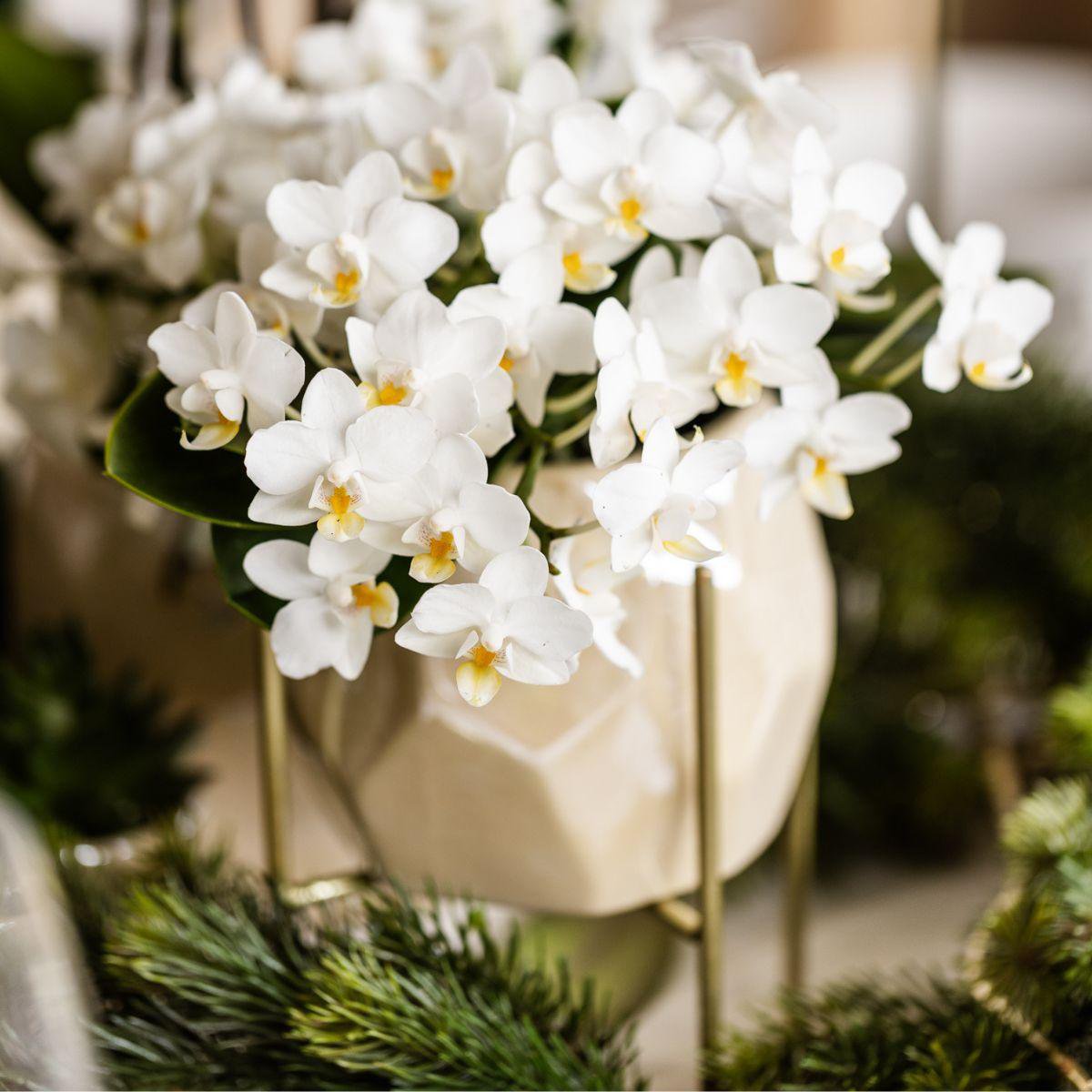 Witte orchidee 'Nazaré' pot Ø9cm