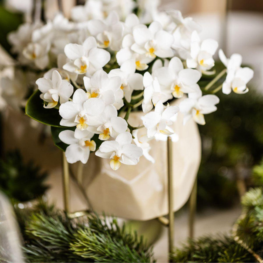 Witte orchidee 'Nazaré' pot Ø9cm