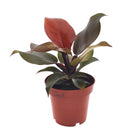 Kamerplant Philodendron Imperial Red Ø12cm 25cm