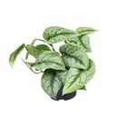 Scindapsus hangplant Ø12 cm