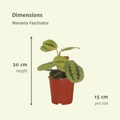 2x Maranta Fascinator - Prayer Plant - 20cm - ø12