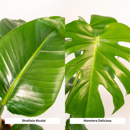 Plantenmix Strelitzia Nicolai Ø19cm 85cm Monstera Deliciosa Ø21cm 75cm mand Selin