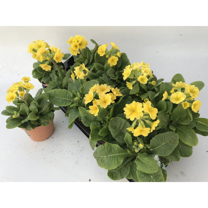 Primula lemon officinalis lookandtaste - Ø11cm - ↕18cm