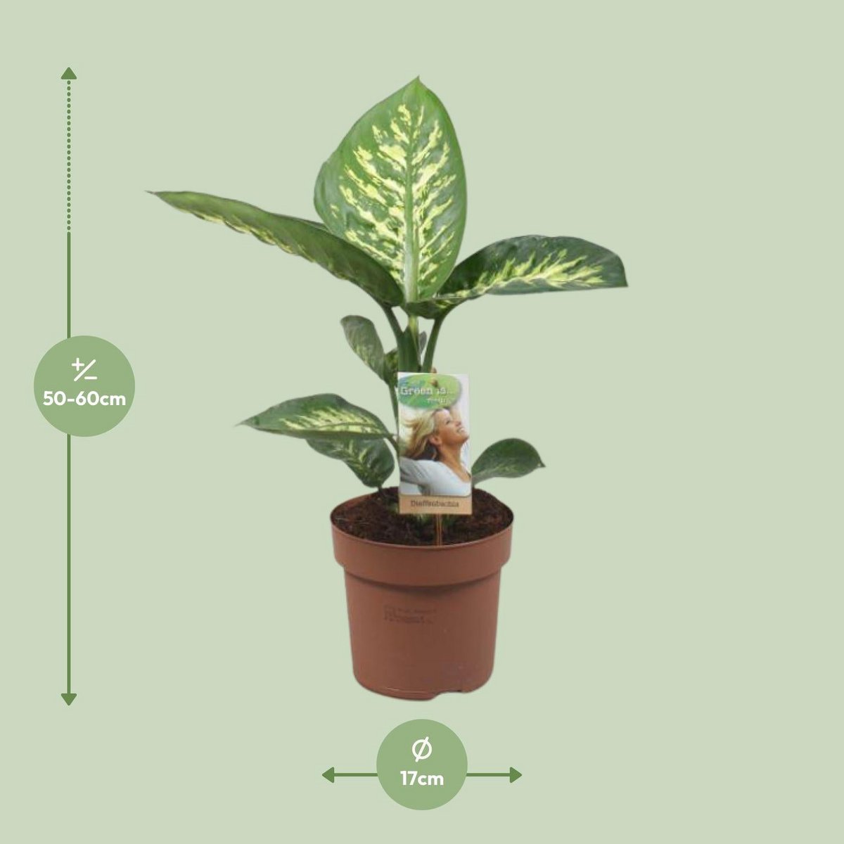 Diefeffenbachia Tropic Snow - Ø17cm - ↕60cm