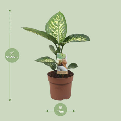Diefeffenbachia Tropic Snow - Ø17cm - ↕60cm