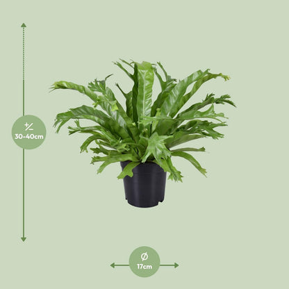 Vogelnestvaren Asplenium nidus Crissie pot 17 cm