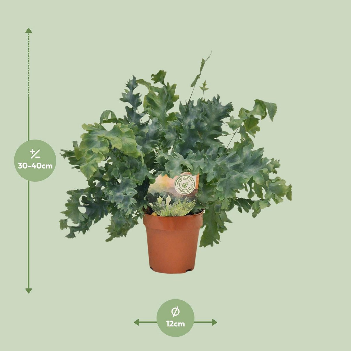 Phlebodium Davana plant Ø12 cm 35 cm