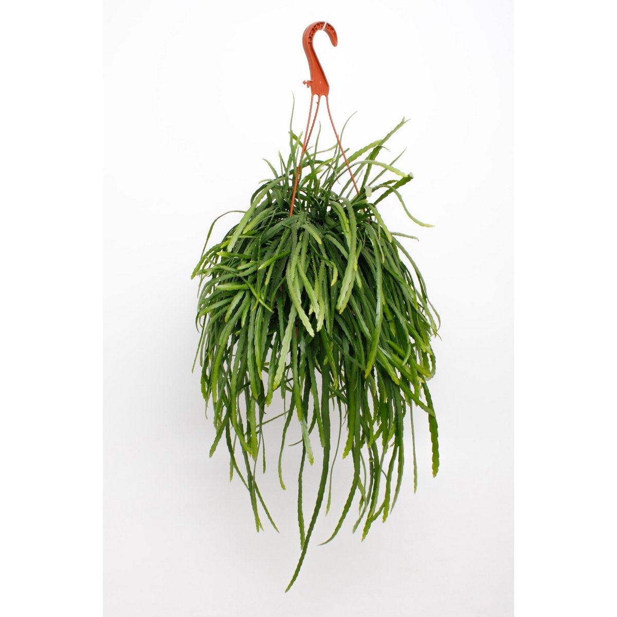 Lepismium bolivianum plant Ø17x25 cm
