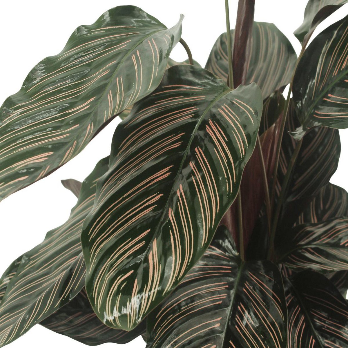 Calathea Ornata Pauwenplant 50cm ø14cm