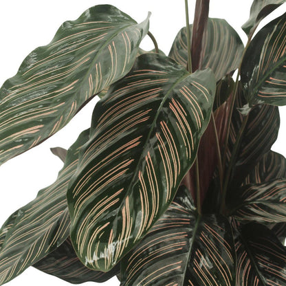 Calathea Ornata Pauwenplant 50cm ø14cm