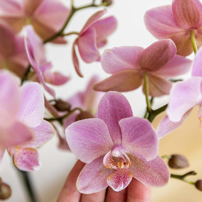 Oudroze Phalaenopsis Orchidee (Treviso) | Bloeiende Kamerplant Ø12cm pot