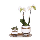 Plantenset orchidee succulent zilver dienblad