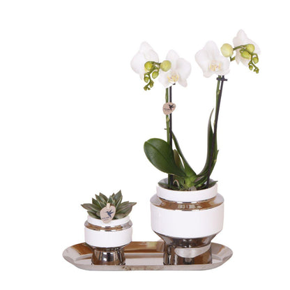 Plantenset orchidee succulent zilver dienblad