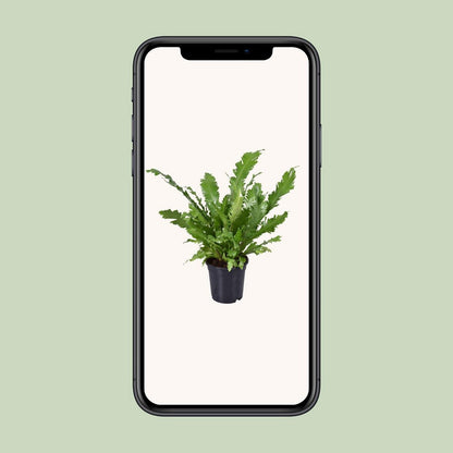 Vogelnestvaren Asplenium nidus Ø117x45 cm
