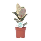Kamerplant Ficus elastica Tineke Ø17cm ↕50cm
