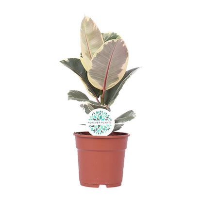 Kamerplant Ficus elastica Tineke Ø17cm ↕50cm