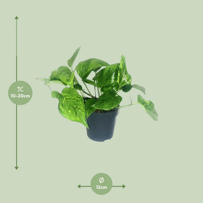 Kamerplant Scindapsus Epipremnum Marble Green Ø12cm
