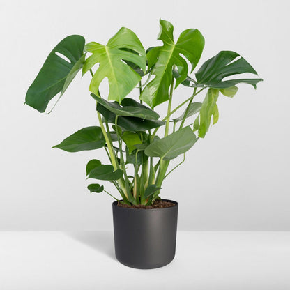 Monstera Deliciosa plant Ø19cm ↕60cm