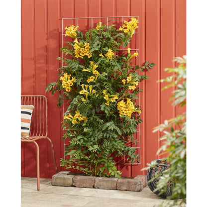 Trompetklimmer Campsis Summer Jazz Gold Trumpet Ø15cm 65cm