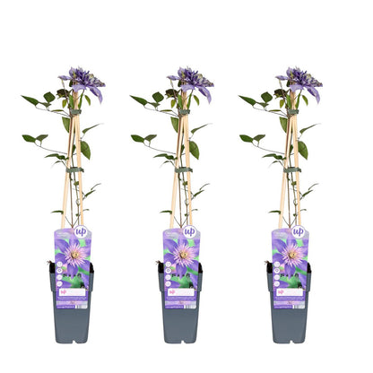 3x - Clematis Multi Blue - ↨65cm - Ø15