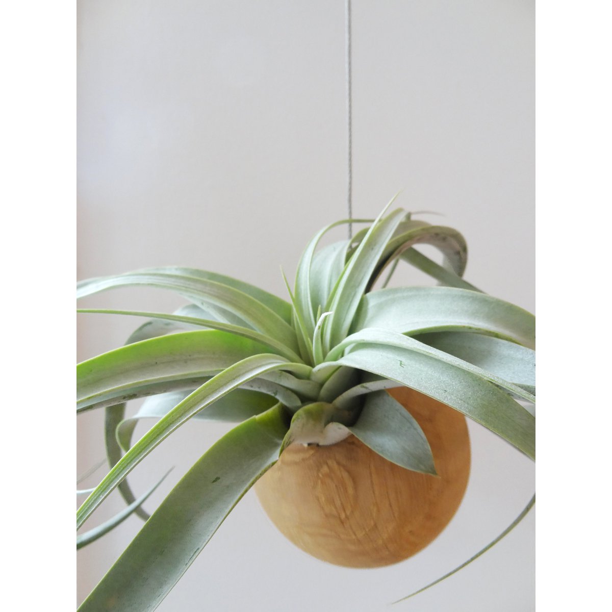 Hangbol licht eiken Ø10 cm
