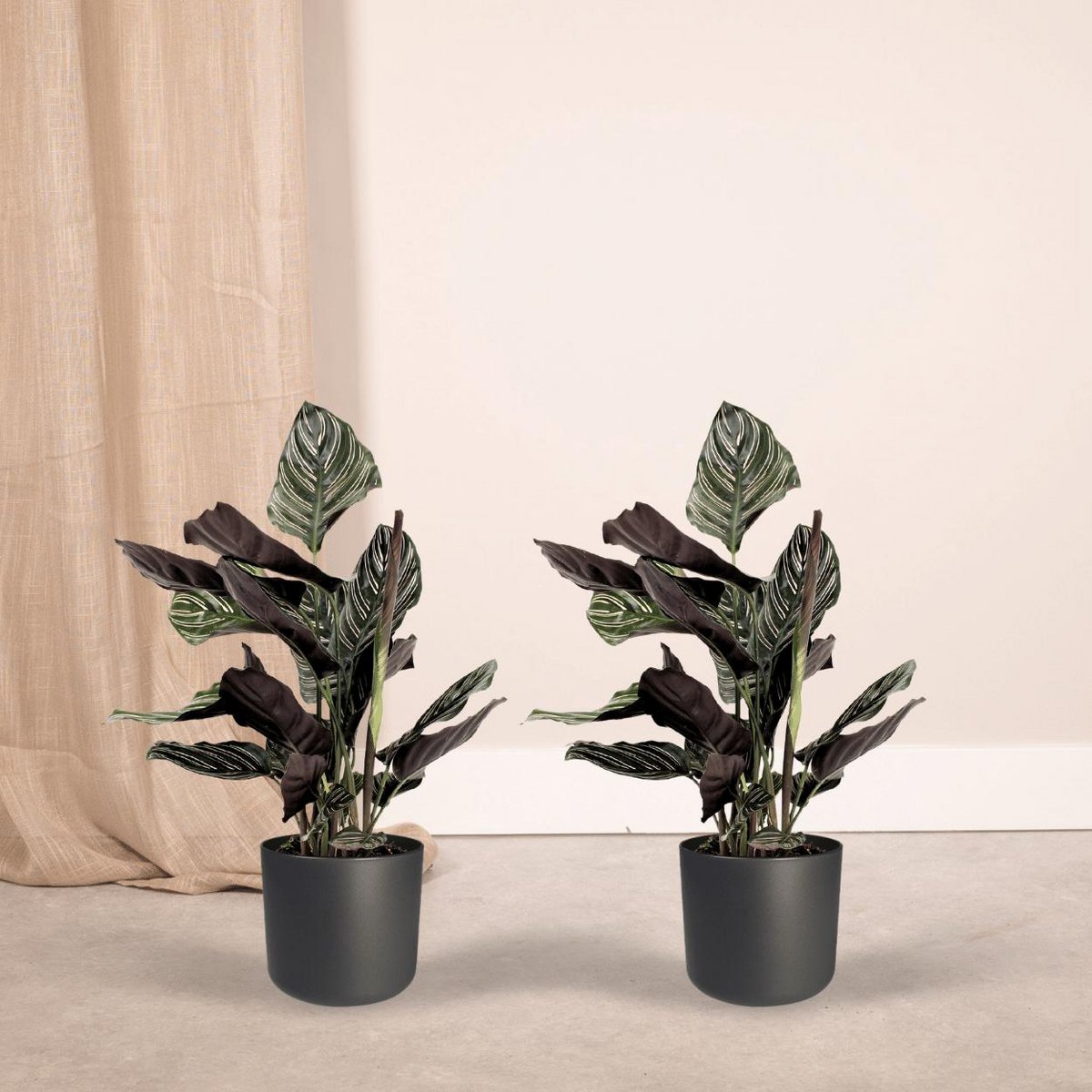 Calathea Ornata Pauwenplant 50cm ø14cm