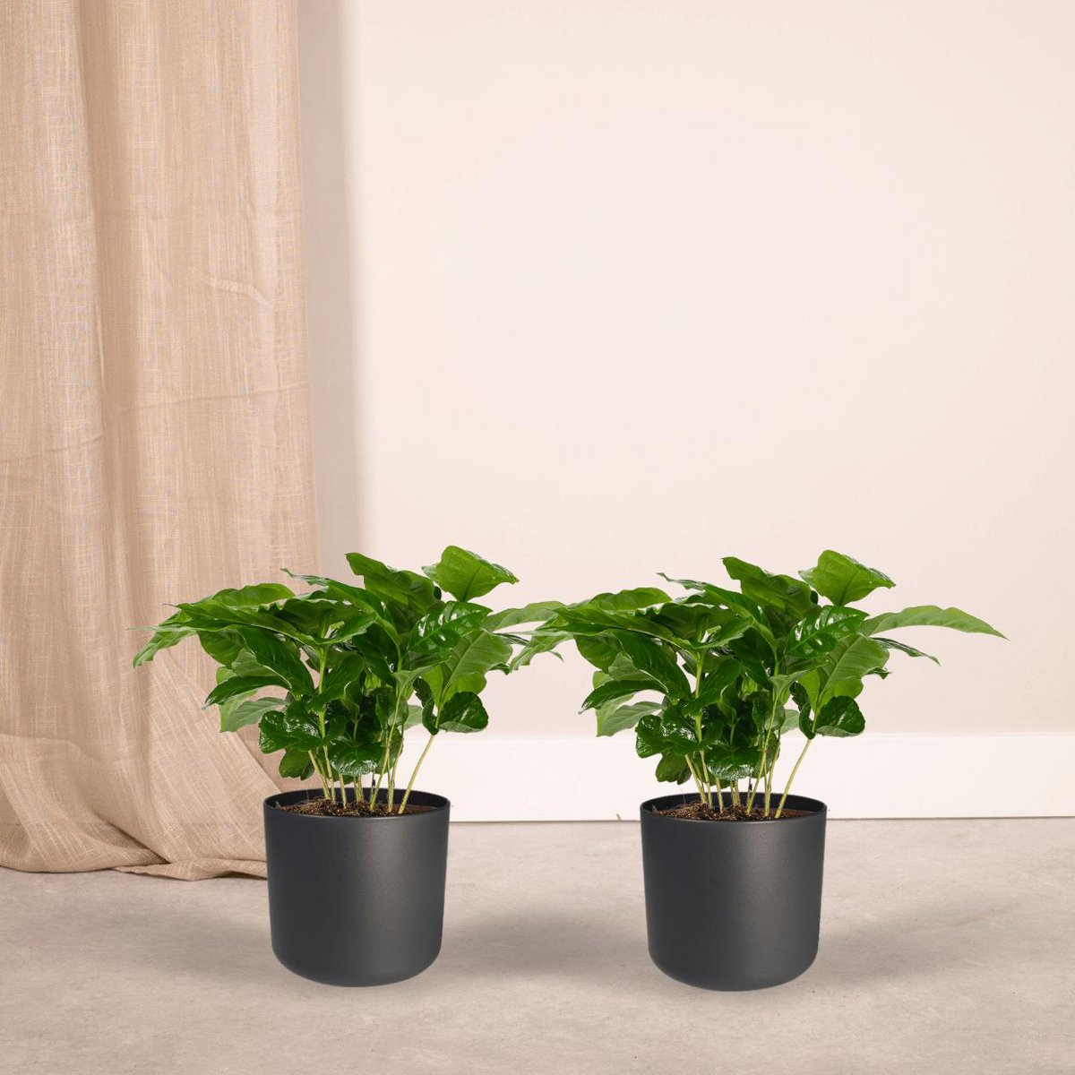 Koffieplant Coffea Arabica 2x 25cm ø12cm
