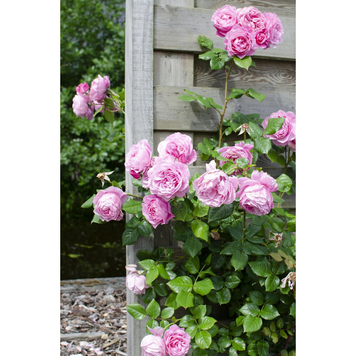 Klimroos Rosa Crazy in love 'Pink' 3 stuks 65cm Ø15