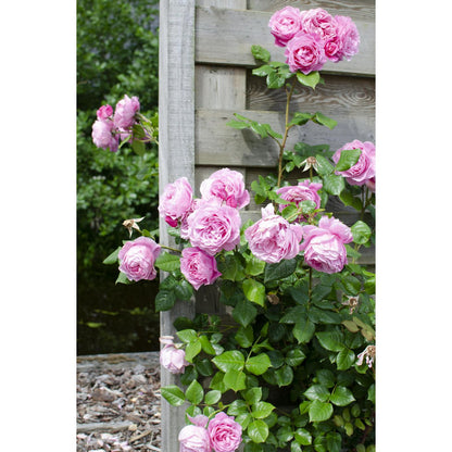 Klimroos Rosa Crazy in love 'Pink' 3 stuks 65cm Ø15
