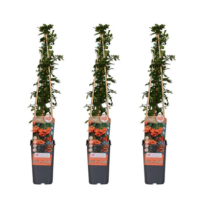 Pyracantha 'Orange Glow' 3x ↨65cm Ø15cm