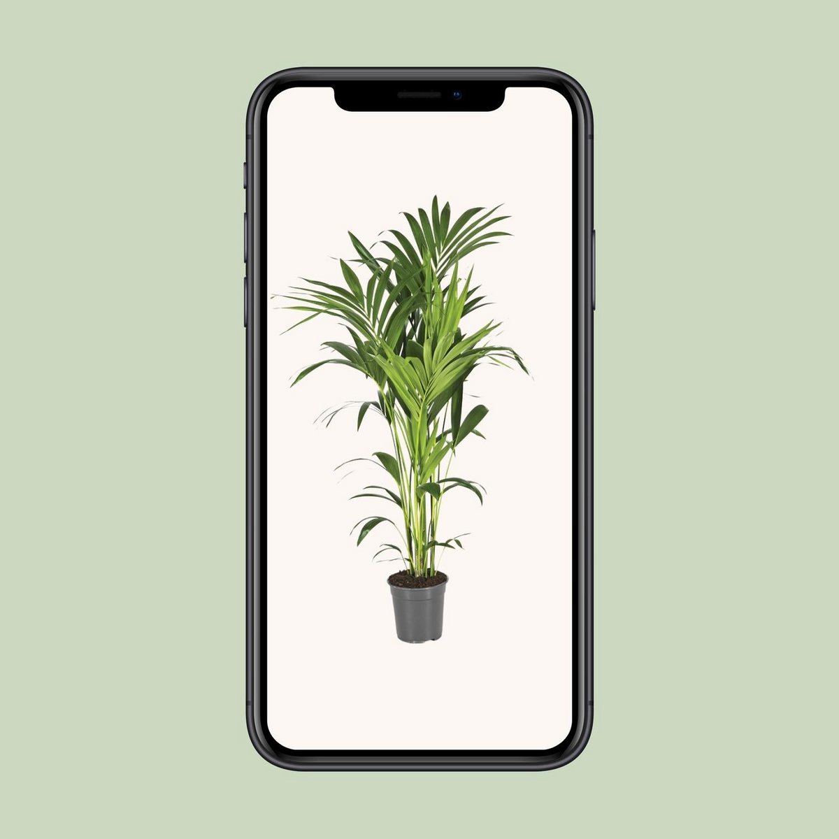 Kentiapalm Howea Forsteriana 130 cm