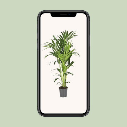 Kentiapalm Howea Forsteriana 130 cm
