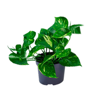 Epipremnum Golden plant Ø12cm