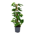Kamerplant Scindapsus 80 cm pot Ø19 cm