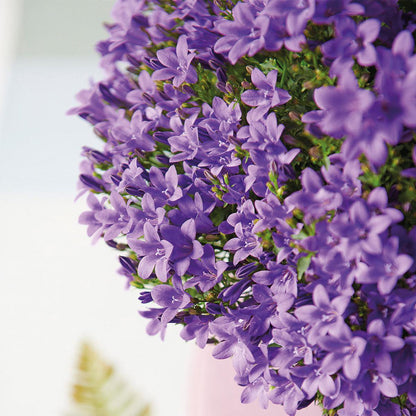Klokjesbloem (Campanula) Paars in Houten Sierpot Vogelhuisje
