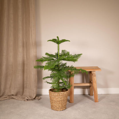 Kamerden Araucaria Ø21cm 70cm