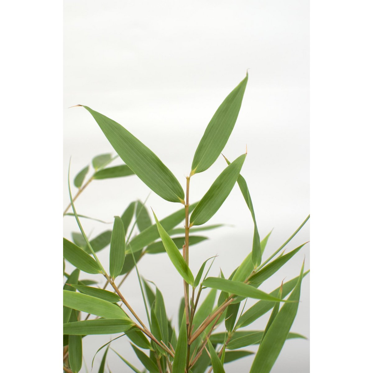 Fargesia rufa - Niet woekerende bamboe - Ø29cm - ↕80cm - Ø14 - ↨40cm