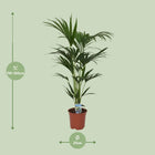 Kentia palm 120 cm potmaat Ø21 cm