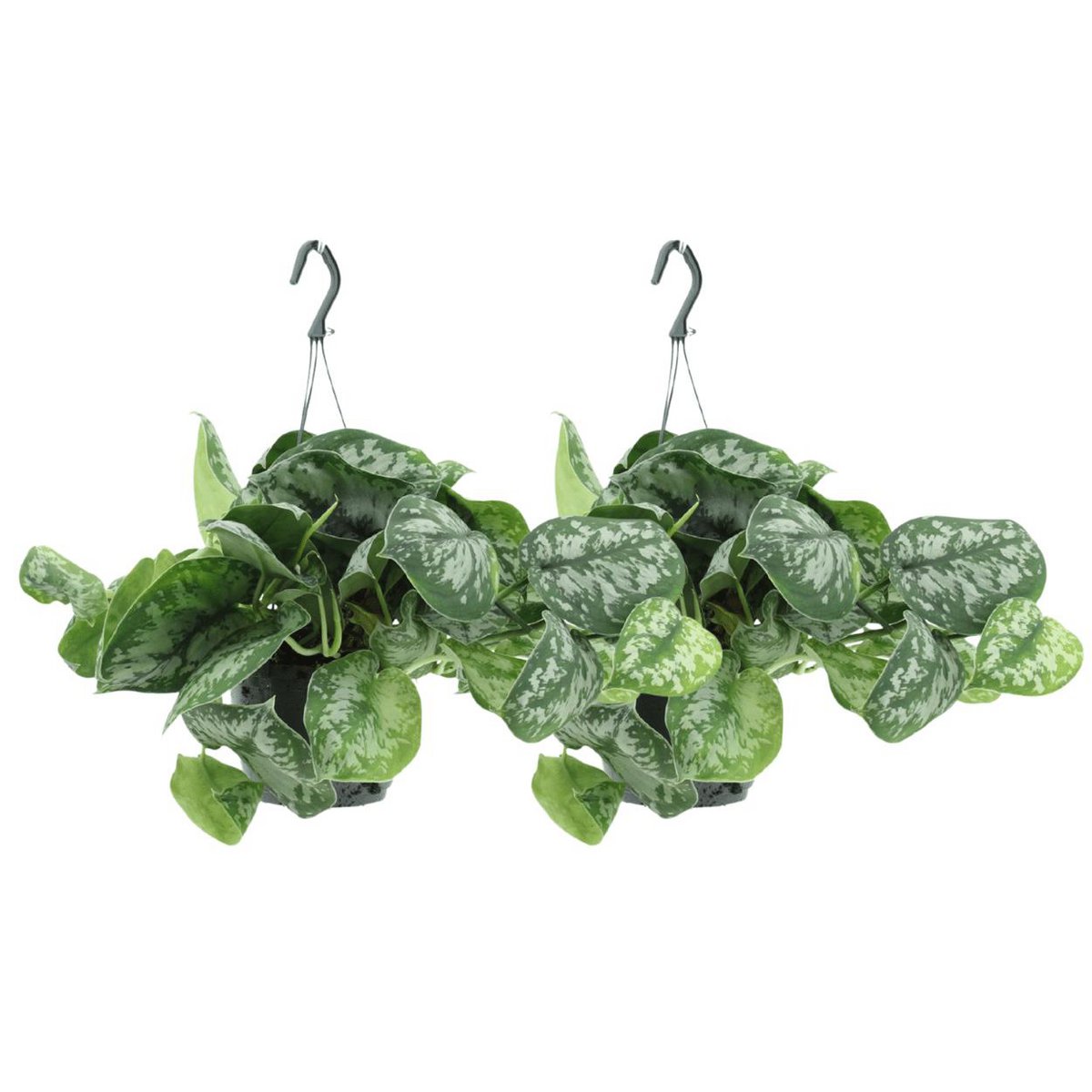 Scindapsus Pictus Trebie plant 2x 25cm ø15cm
