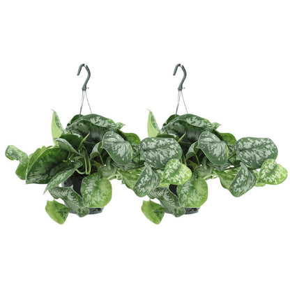 Scindapsus Pictus Trebie plant 2x 25cm ø15cm