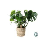 Kamerplant Monstera 60 cm potmaat 21 cm