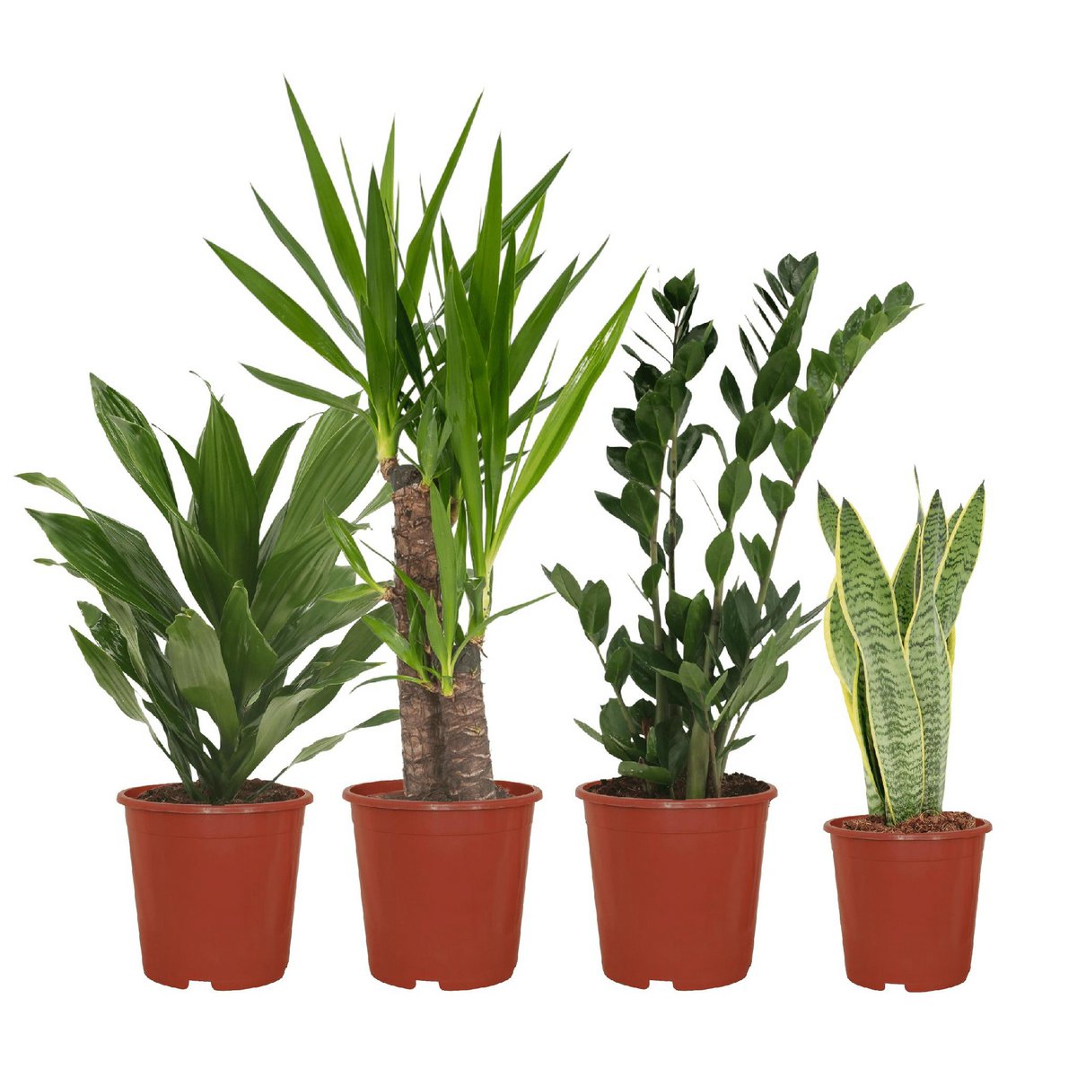 Makkelijke Plantenbox Met Vier Kamerplanten Diverse Hoogtes