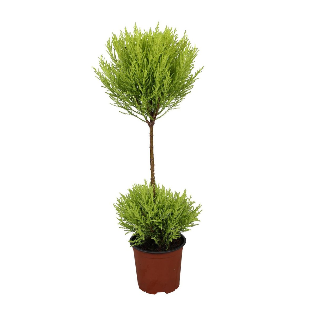 Cipres Goldcrest Wilma 60 cm pot Ø14 cm