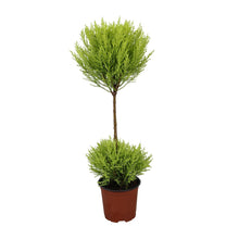 Cipres Goldcrest Wilma 60 cm pot Ø14 cm