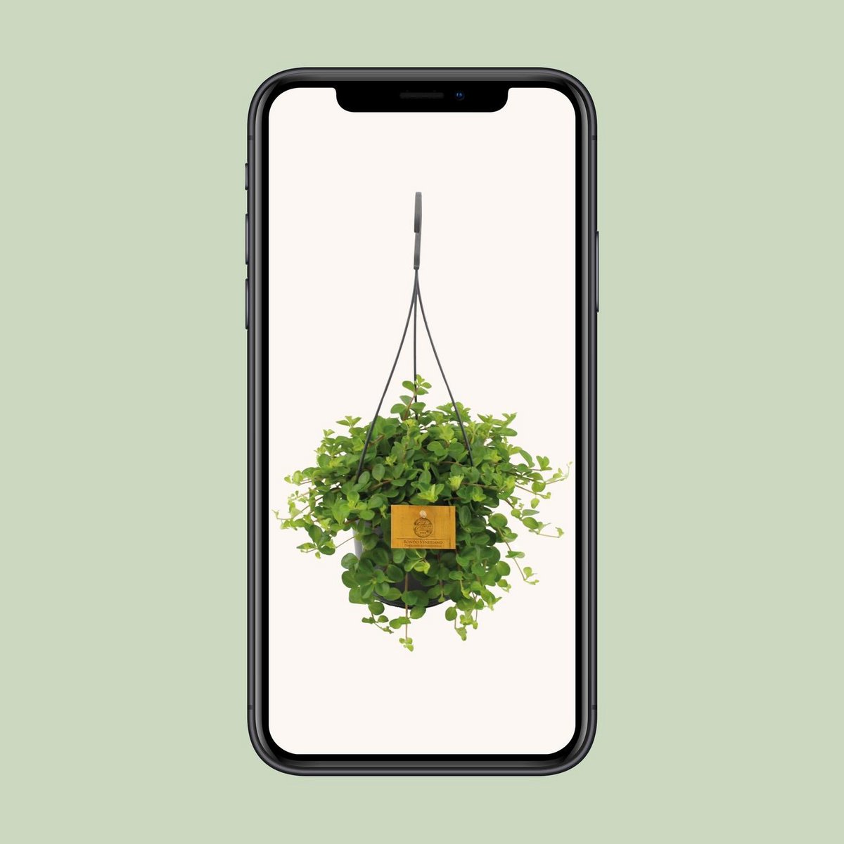 Kamerplant Peperomia rotundifolia Ø15cm ↕25cm