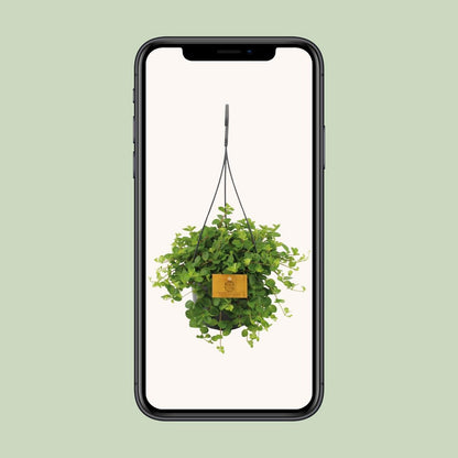Kamerplant Peperomia rotundifolia Ø15cm ↕25cm