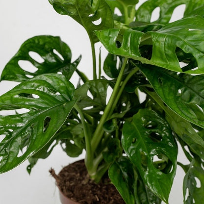 2x Monstera Monkey Leaf - Swiss Cheese Plant - 30cm - ø12