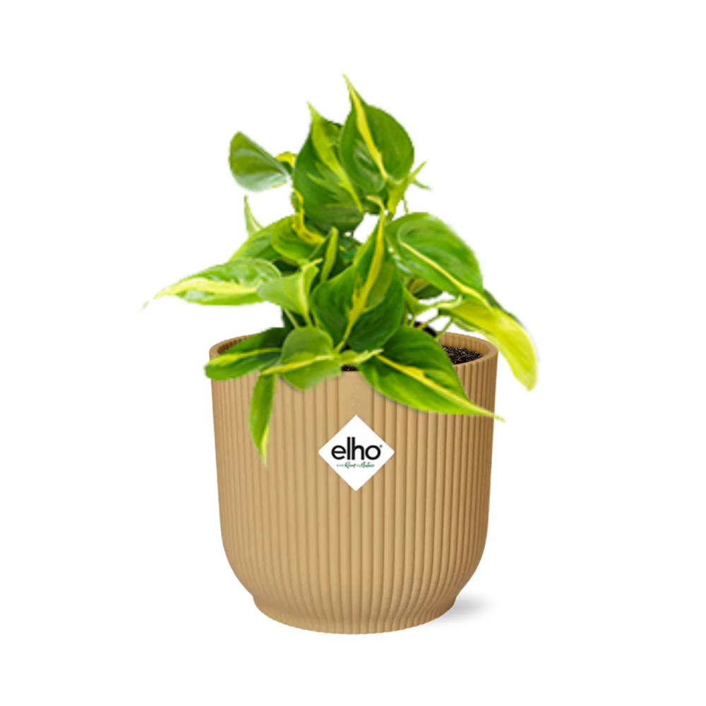 Philodendron klimmen 'Brazilië' in Elho Vibes Fold 14cm Geel